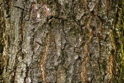 Wood bark the rough texture of the tree trunk Stock Photos