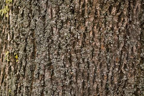 Wood bark the rough texture of the tree trunk Stock Photos