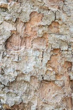 Wood bark texture background Stock Photos