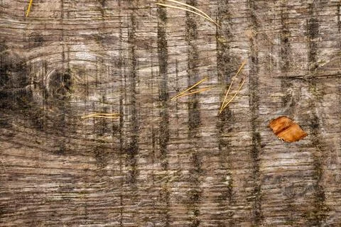 Wood bark texture background Stock Photos