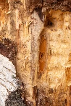 Wood bark texture background Stock Photos