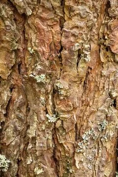 Wood bark texture background Stock Photos