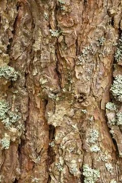 Wood bark texture background Stock Photos