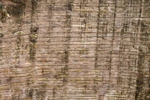 Wood bark texture background Stock Photos