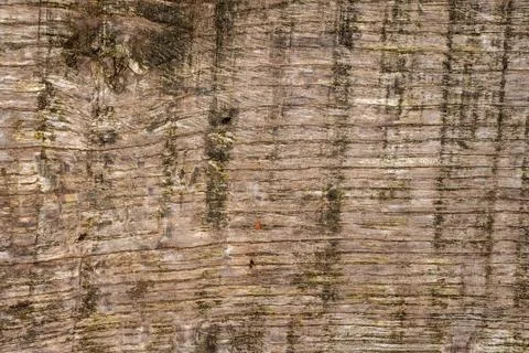 Wood bark texture background Stock Photos