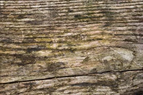 Wood bark texture background Stock Photos