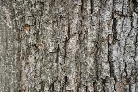 Wood bark texture on background. Tree on wallpaper Stock Photos