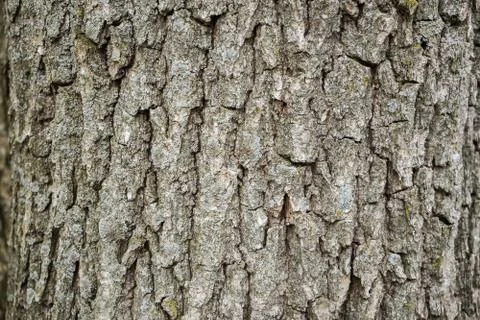 Wood bark texture on background. Tree on wallpaper Foto stock