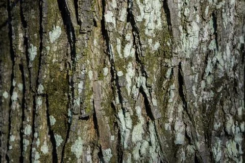 Wood bark texture on background. Tree on wallpaper Foto stock
