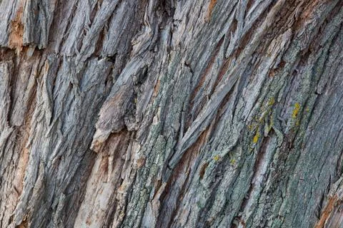 Wood bark texture Stock Photos