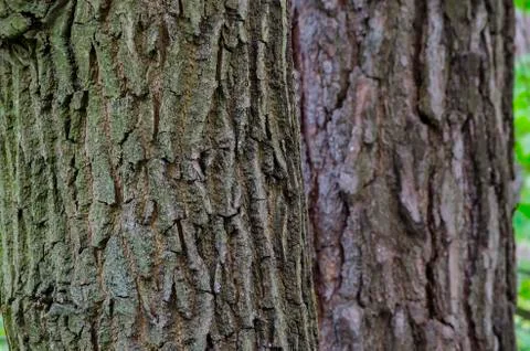 Wood bark texture Foto stock