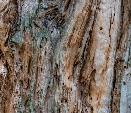 Wood bark texture Foto stock