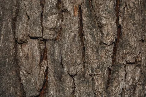 Wood bark texture Stock Photos