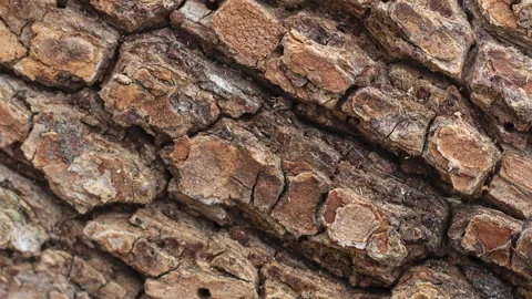 Wood bark texture slow motion 4k spinning wooden old background Stock Footage 158581701