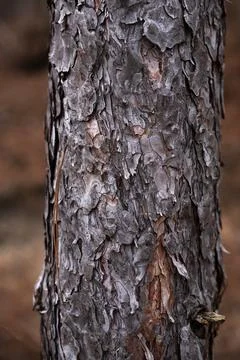 Wood bark texture, the trunk of a tree in the forest Stock Photos