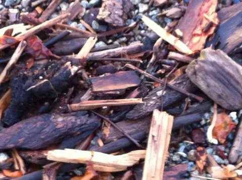 Wood on beach Stock Photos
