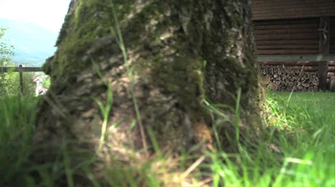 Wood From beginning to the end. Video stock 27566251