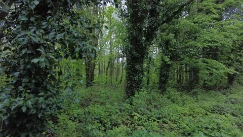 In the wood between trees and grass Stock Footage 153232435