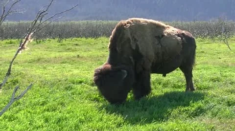 Wood Bison Grazing Stockbeeldmateriaal 11244210