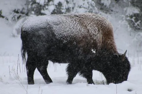 Wood Bison 写真素材
