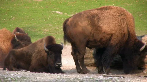 Wood Bisons 库存影片 626894