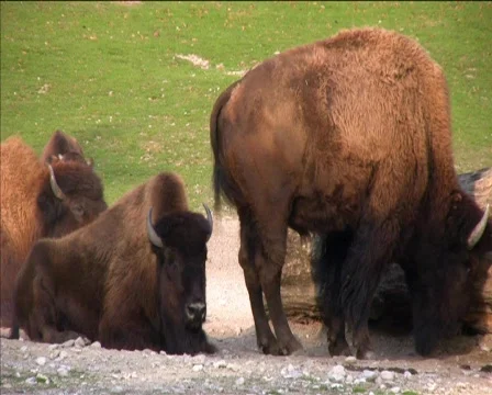 Wood Bisons 库存影片 626950