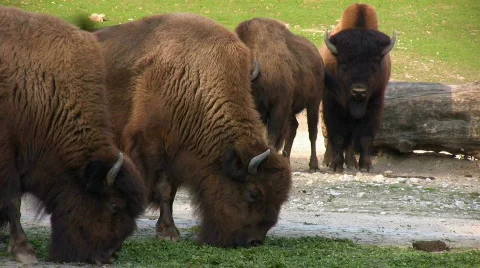 Wood Bisons 库存影片 627071