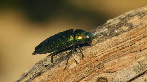 Wood-boring beetle Eurythyrea quercus flying, bug in flight Stock Footage 265228931