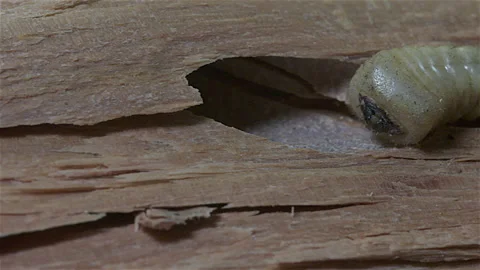 Wood Boring Beetle Larvae Stock Footage 227875454