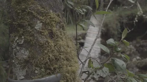 Wood bridge in the forest Video stock 151876293