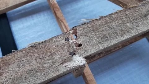 Wood that is broken at the nailing point Stock Footage 285834560