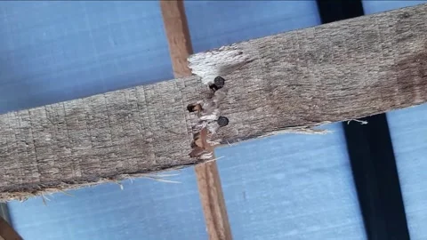 Wood that is broken at the nailing point Stock Footage 285834564