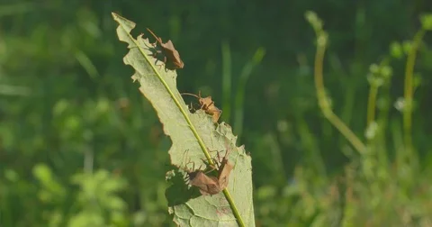 Wood bugs on green leaf. Close Up Stock Footage 75758976
