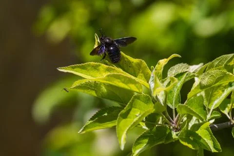 Wood bumblebee 스톡 사진