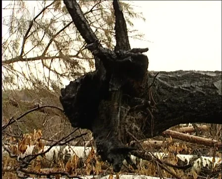 Wood burned Video stock 1012474