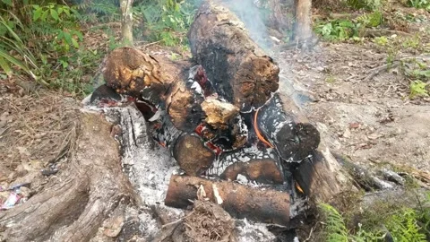 Wood that is burned Stock Footage 276300401
