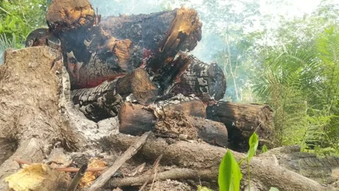 Wood that is burned Stock Footage 276301205