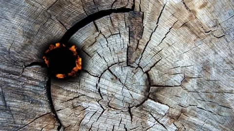 Wood burning art on tree stump showcased in four frames Stock Footage 342831755