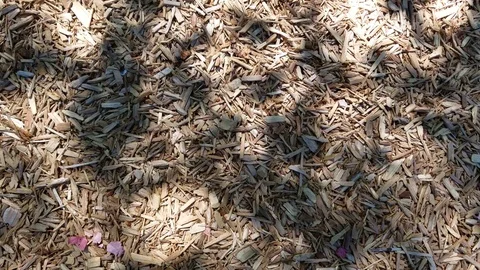 Wood chip texture on the ground with leave shadow Video stock 92860320