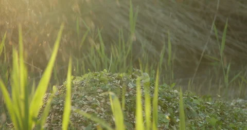 Wood chipper chips falling into the pile from shredder machine gardening Stock Footage 297944136