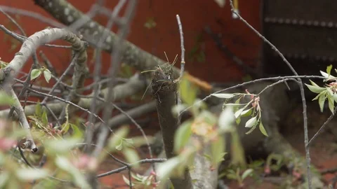 Wood Chipper Stock Footage 121272936
