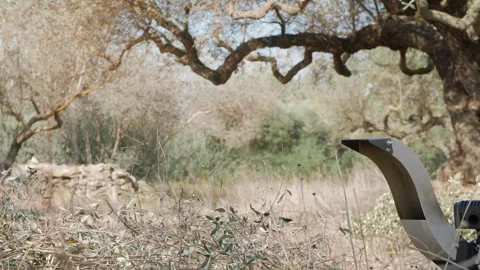 Wood Chipper Machine shredding pruning remains.  A person feeding the hopper Stock Footage 245466297