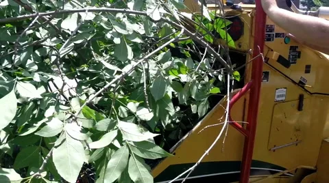 Wood chipper tree mulching machine grinds up branches Stock Footage 52497779