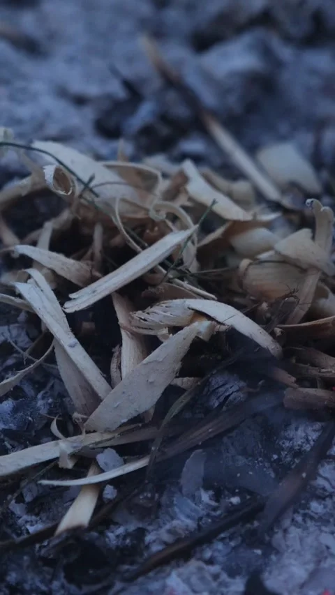 Wood chips on the extinguished ashes in the campfire, vertical video Stock Footage 332460862