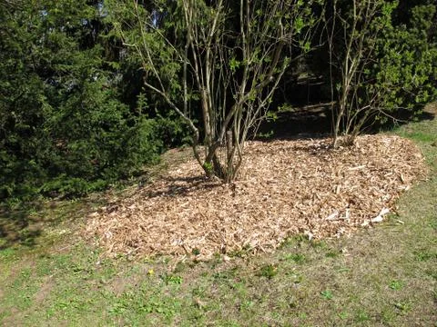 Wood chips as mulch layer under the bush Stock Photos