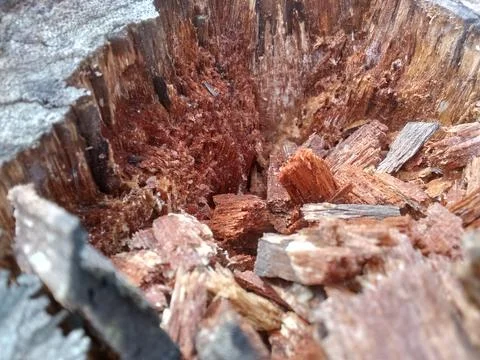 Wood Chips Stock Photos