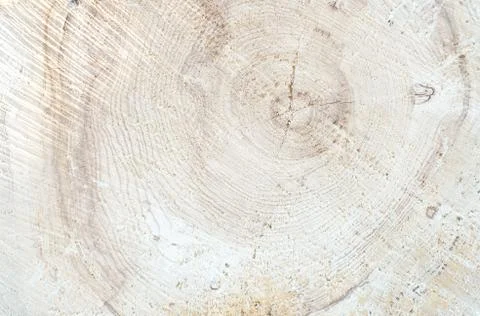 Wood circle texture slice background. Tree rings. Closeup view. Stock Photos