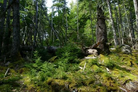 Wood clearing patch formed by broken tree with sunlit moth and young firs Stock Photos