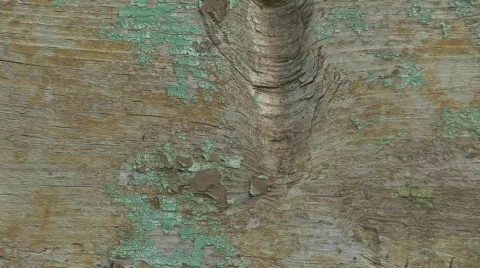 Wood, close up Stock Footage 759882