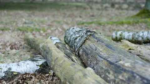 Wood Close-Up 動画素材 63223568